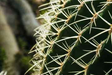 close up of natural green cactus with needles
