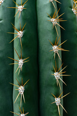 close up texture of green cactus with needles