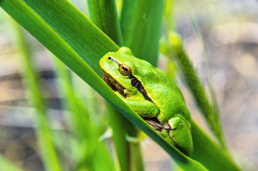 common tree frog