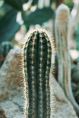 one botanical green cactus with needles