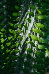 Fototapeta premium close up of green pachypodium cactus texture