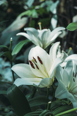 close up view of white lily flowers
