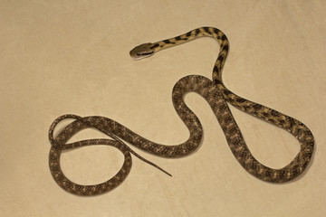 Cat snake, Boiga sp, Colubridae, Manu,Tripura, India