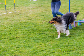 Naklejka na ściany i meble Scotch Collie on agility field for dogs, training and competing, jumping over obstacles, crossing over balance ramp, passing through the tunnel, running slalom ... 