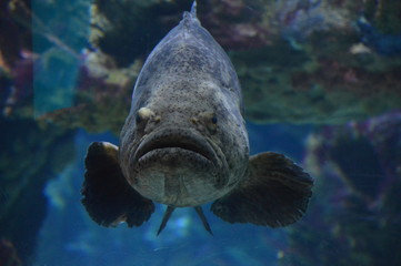 Grouper swimming in the water