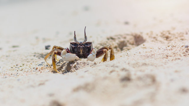 Close-up crab on the sand beach