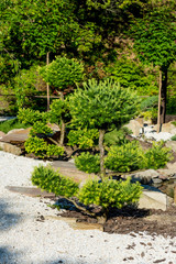 green coniferous trees growing on rocks in summer
