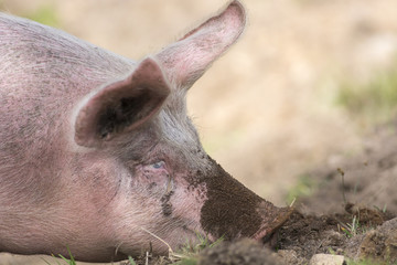 Cochon domestique