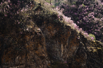 Beautiful rocky gray textured background with green trees and pink flowers. Surface mountain cliff close-up.