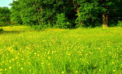 Green meadow with yellow flowers on forest background.