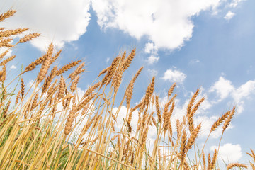 黄金色の麦