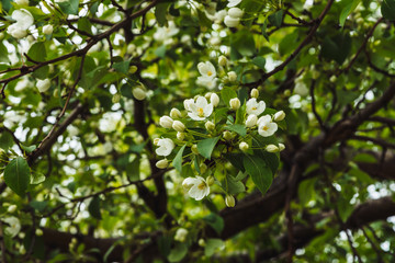 Fototapeta premium Beautiful flowers of tree cerasus close-up. Romantic background of branch spring flowers in macro with copy space. Small white flowers with yellow pestle and stamens. Blooming plants of springtime.