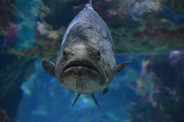 Grouper swimming in the water