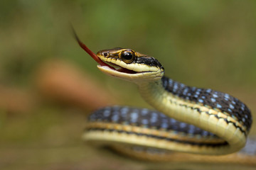 Eastern bronzeback, Dendrelaphis proarchos, Colubridae, Trishna, Tripura , India