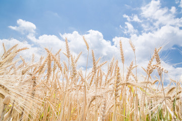 黄金色の麦