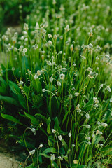 Field of spring flowers and green grass at sunset