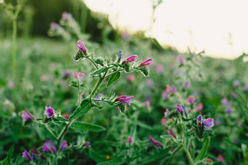Field of spring flowers and green grass at sunset