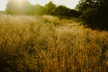 Field of spring flowers and green grass at sunset