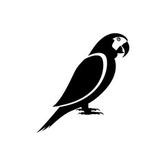 Obraz premium parrot 
