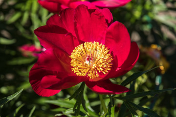 Red peony bloom on a beautiful spring day
