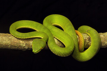 Red tailed pit viper, Trimeresurus erythrurus, Viperidae, Gumti, Tripura , India