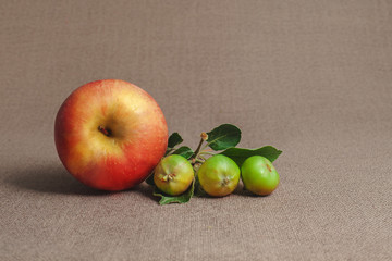 one big red ripe apple and branch with small unripe green apples on the sack background