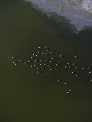 Flamingos in patagonia , Aerial View