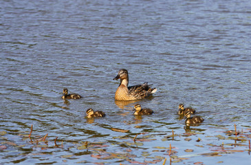 Duck family.