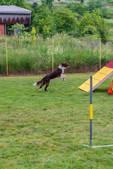 Border Collie on agility field for dogs, training and competing, jumping over obstacles