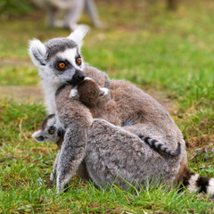 Lemur katta female with two cubs
