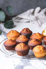 Fresh baked homemade lemon cakes muffins standing on cooling rack with eucalyptus branch over white marble kitchen table.