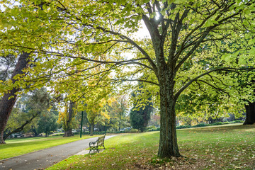 Park bench under a large tree 
