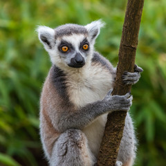 Obraz premium Lemur katta sits on a tree