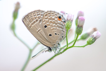 A little butterfly on flowers,select focus