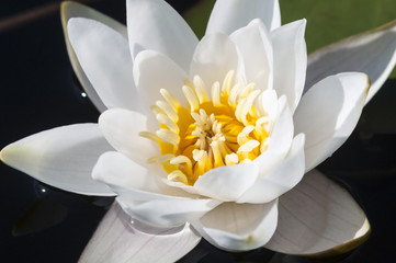 White Lotus flower on water