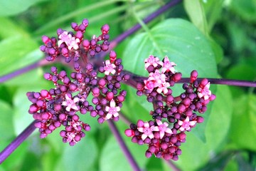 Beautiful blooming purple flowers, fresh floral background.