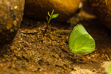 Sulphur Butterfly basking on soil and feeding for minerals and nutrients.