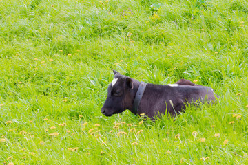 young bull lying on the grass, grazing in the meadow