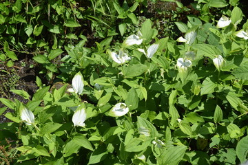 Saururus chinensis (Chinese lizard's tail)