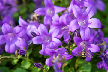 Fototapeta premium Hoverfly on Campunula