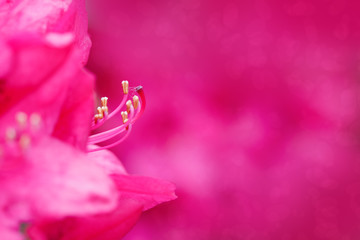 Fototapeta na wymiar Close-up of beautiful pink Azaleas flowers in springtime.