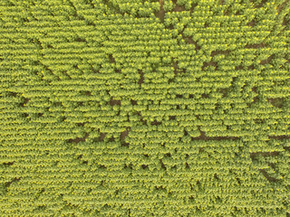 Sunflower cultivation, Aerial view, in pampas region, Argentina