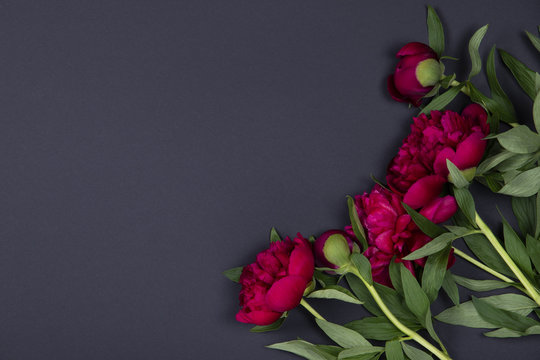 Fototapeta Peonies flowers on dark background with copy space.