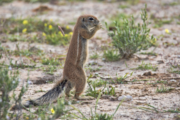 Striped Ground Squirrel, Xerus erythropus on the blooming desert of Kalahari, South Africa