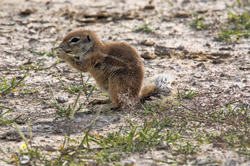 Striped Ground Squirrel, Xerus erythropus on the blooming desert of Kalahari, South Africa