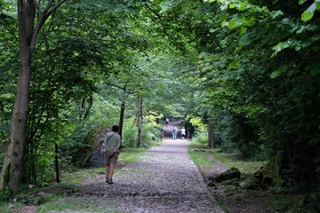 panorama foresta natura verde alberi parco foglie