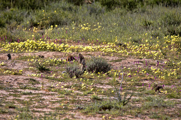 Striped Ground Squirrel family, Xerus erythropus on the blooming desert of Kalahari, South Africa