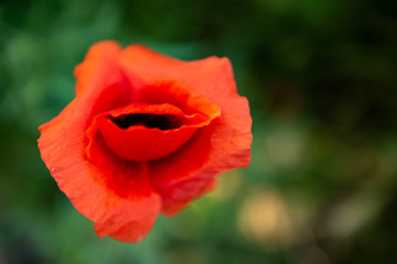 Fototapeta premium Red Opium Poppy flower field (Papaver somniferum) background