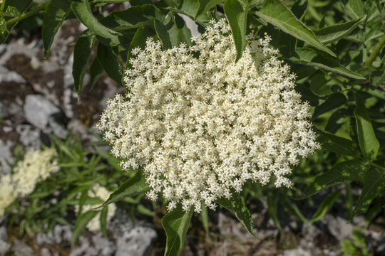 Holunderbl&uuml;te, Schwarzer Holunder - Sambucus nigra