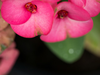 Upper View of The Pink Crown of Thorns Flowers